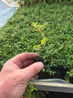Cotoneaster dammeri stekjes, Ophalen, Bodembedekkers, Volle zon, Vaste plant