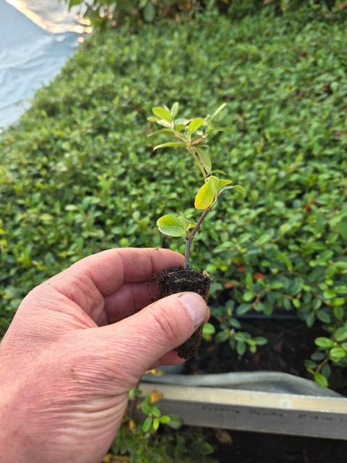 Cotoneaster dammeri stekjes, Tuin en Terras, Planten | Tuinplanten, Vaste plant, Bodembedekkers, Volle zon, Lente, Ophalen