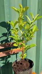 Laurier Rotundifolia, 40-60cm, Ophalen, Laurier, Haag, Minder dan 100 cm