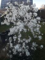 Magnolia, wit van kleur,, Tuin en Terras, Planten | Bomen, Ophalen, Volle zon, Overige soorten