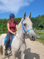 10 jarige arabier, recreatie paard, B, Gechipt, Ruin, 7 tot 10 jaar