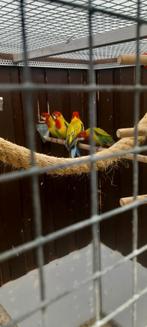 Goud mantel rosellas, Dieren en Toebehoren, Vogels | Parkieten en Papegaaien