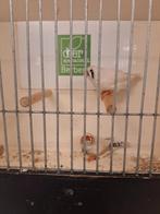 Koppel zebravinken maskergrijs tt kwaliteit, Dieren en Toebehoren, Meerdere dieren, Geringd