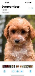 Bijzonder knappe mini Doodle ( Maltipoo ) pups. Div.kleuren, Dieren en Toebehoren, Poedel, Nederland, CDV (hondenziekte), 8 tot 15 weken