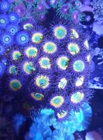 Zoanthus sunny D €10 per poliep, Overige typen, Zoutwatervis