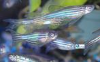 Zebra Danio "Lonfin", Vis, Zoetwatervis, Schoolvis