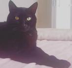 Lieve 8-jarige gesteriliseerde poes zoekt rustig thuis, Dieren en Toebehoren, Katten en Kittens | Dekkaters, 6 jaar of ouder