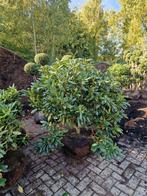Rhododendron Catawbiense Grandiflorum 150 cm breed, Vaste plant, Halfschaduw, Lente, Ophalen