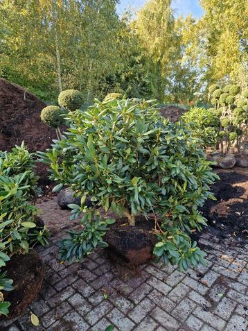 Rhododendron Catawbiense Grandiflorum 150 cm breed  beschikbaar voor biedingen