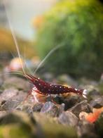 OPZOEK Sulawesi garnalen op kraanwater!, Dieren en Toebehoren