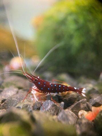 OPZOEK Sulawesi garnalen op kraanwater! beschikbaar voor biedingen