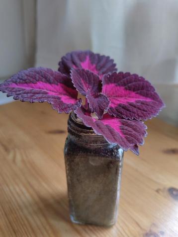 Coleus China rose siernetel kamerplant met potje OPHALEN beschikbaar voor biedingen