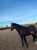 Verzorger/bijrijder/ hulp gezocht, Ophalen of Verzenden