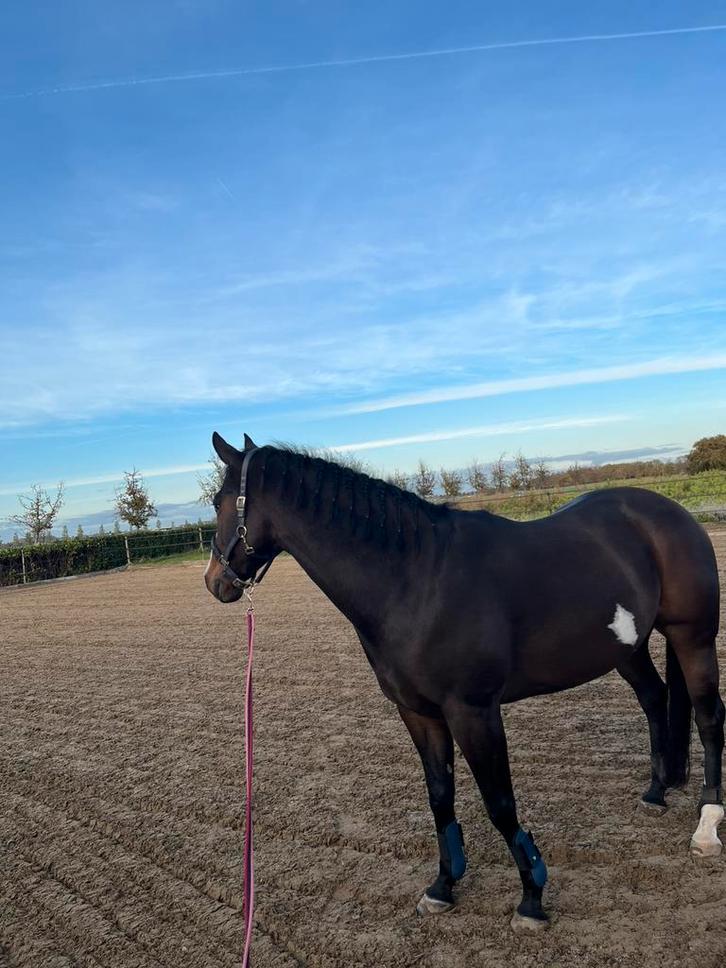Verzorger/bijrijder/ hulp gezocht, Dieren en Toebehoren, Paarden en Pony's | Verzorgingsproducten, Ophalen of Verzenden