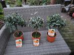 3 kumquat boompjes, Tuin en Terras, Ophalen, Overige soorten, Volle zon
