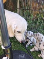 golden retriever pups, Golden retriever, Rabiës (hondsdolheid), 8 tot 15 weken, Meerdere