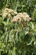 BOOM Tetradium daniellii Bijenboom zomerbloei geurt herfstkl, Overige soorten, Volle zon, Vaste plant, Ophalen of Verzenden