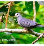 Blauwe grondduif ., Dieren en Toebehoren, Vogels | Duiven, Mannelijk