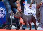 American bully standaard 1 jaar, Particulier, Rabiës (hondsdolheid), Reu, 1 tot 2 jaar