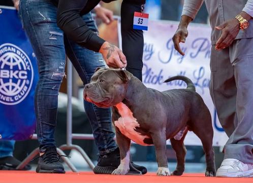 American bully standaard 1 jaar, Dieren en Toebehoren, Honden | Bulldogs, Pinschers en Molossers, Reu, Particulier, Eén hond, Buitenland