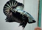 Betta - Avatar male - Koidream Valburg
