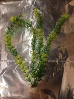 Aquarium plant, Dieren en Toebehoren, Vissen | Aquaria en Toebehoren, Ophalen, Zo goed als nieuw, Plant(en), Steen of Hout