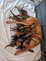 Prachtige Mechelse Herder pups, Dieren en Toebehoren, Honden | Herdershonden en Veedrijvers, Rabiës (hondsdolheid), 8 tot 15 weken