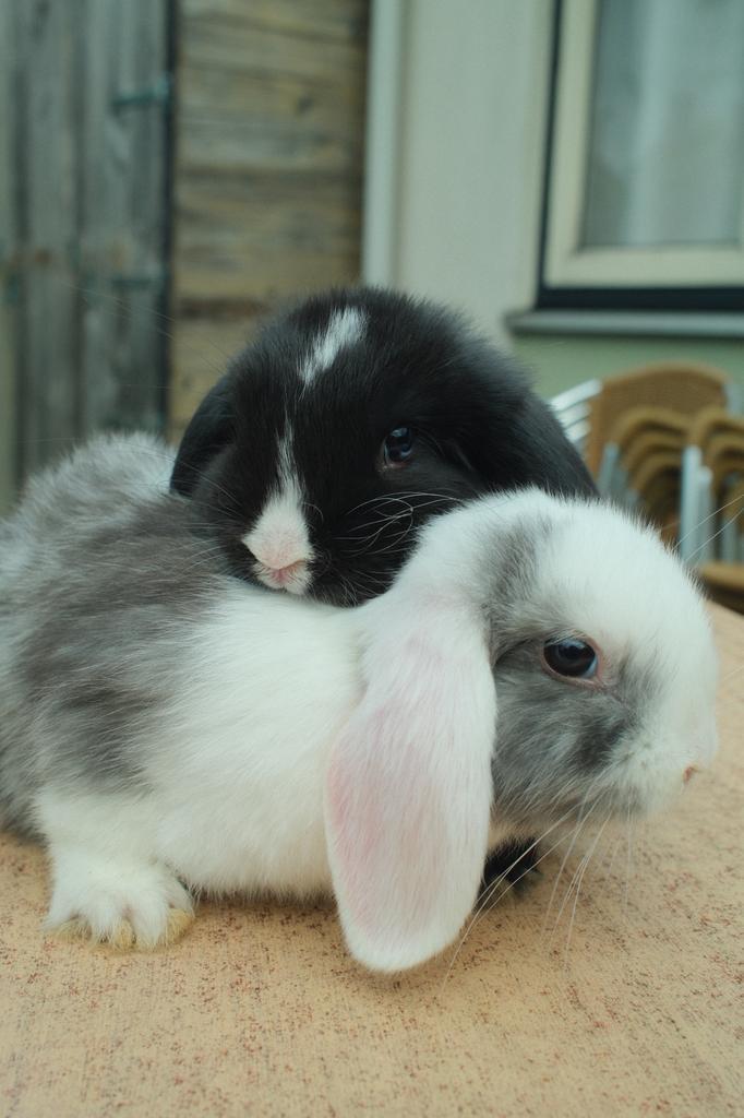 Hangoor dwerg met 2 verschillende kleuren ogen, Dieren en Toebehoren, Konijnen, Dwerg, Geslacht onbekend, 0 tot 2 jaar, Hangoor