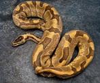 Verschillende Ball Pythons, Slang