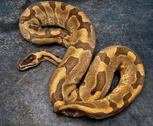 Verschillende Ball Pythons, Dieren en Toebehoren, Reptielen en Amfibieën, Slang