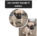 Kangal pups, 8 tot 15 weken, Meerdere, Meerdere dieren, Herder