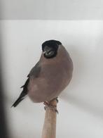 Grote forse wildkleur goudvink pop 25, Dieren en Toebehoren, Vrouwelijk