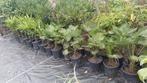 Palmen soorten, Tuin en Terras, Ophalen, Overige soorten, Volle zon