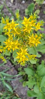 Sedum geel, Ophalen of Verzenden, Voorjaar, Volle zon, Zaad