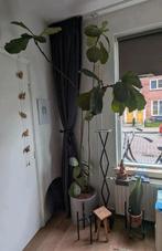 Ficus Lyrata Vioolbladplant, Huis en Inrichting, Ophalen, Ficus, Halfschaduw, In pot