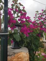Te koop vakantiehuizen, Ophalen of Verzenden, Volle zon, Overige soorten