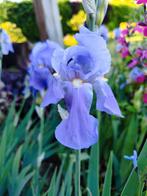 iris Germánica, baardiris, lila. Nog 3 potten beschikbaar va, Ophalen of Verzenden, Zomer, Overige soorten, Volle zon