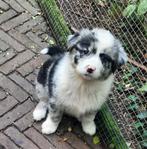 Vrolijke kruising Australian Shepherd pups blue merle&zwart., Dieren en Toebehoren, 8 tot 15 weken, CDV (hondenziekte), Meerdere