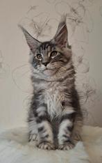 Maine Coon Kitten boy in black silver Tabby with great sice, Dieren en Toebehoren, Katten en Kittens | Raskatten | Langhaar, Meerdere dieren