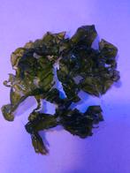 Zeeaquarium verse zeesla, Dieren en Toebehoren, Vissen | Aquaria en Toebehoren, Ophalen of Verzenden