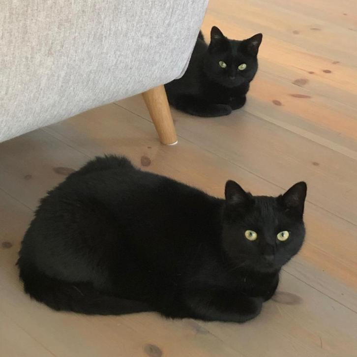 Broer en zus zoeken samen een nieuw thuis, Dieren en Toebehoren, Katten en Kittens | Overige Katten, Kortharig, Meerdere dieren