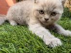 Lilac Britse korthaar kittens, Dieren en Toebehoren, Katten en Kittens | Raskatten | Korthaar, Poes, Ontwormd, 0 tot 2 jaar
