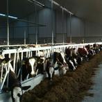 Gescheidenmest/koemest/koemestkorrel/tuinbemesting, Tuin en Terras, Ophalen, Koemestkorrels