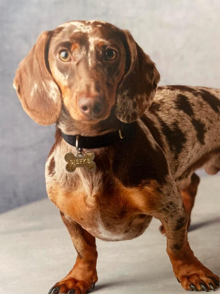 Dekreu merle teckel chocolade-tan getijgerd, Dieren en Toebehoren, Honden | Dekreuen, Reu, Particulier, Eén hond, Nederland, 3 tot 5 jaar