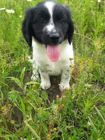 Friese Stabij X Border Collie kruising pups beschikbaar voor biedingen
