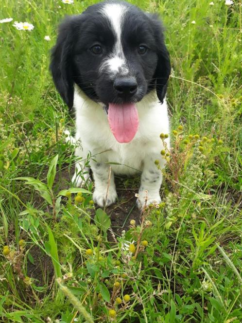 Friese Stabij X Border Collie kruising pups, Dieren en Toebehoren, Honden | Niet-rashonden, Middel, Meerdere dieren, Fokker | Hobbymatig
