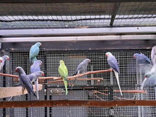 Halsband parkieten, Dieren en Toebehoren, Vogels | Parkieten en Papegaaien, Parkiet, Meerdere dieren, Geringd
