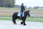 Mooie brede irish cob, Merrie, Zadelmak, 3 tot 6 jaar, C pony (1.27m tot 1.37m)
