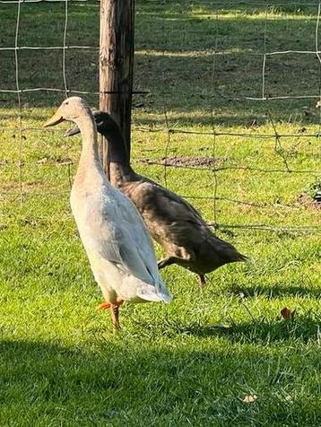 Loopeend (woerden geboren 2025), pekingeend beschikbaar voor biedingen
