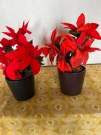 2 Kunst Kerststerren in zwarte pot Hoogte 25 cm, Ophalen of Verzenden, Zo goed als nieuw